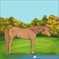 Horse Color:Chestnut Rabicano 