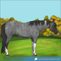 Horse Color:Blue Roan Tobiano