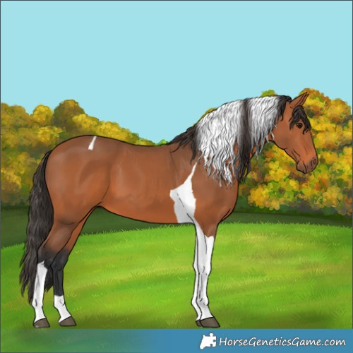 Horse Color:Bay Tobiano 