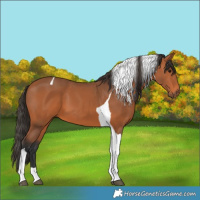 Horse Color:Bay Tobiano 
