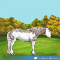 Horse Color:Silver Black Ice Splash Frame Rabicano