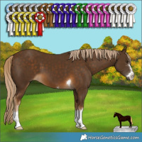Horse Color:Chocolate Palomino 