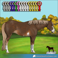 Horse Color:Chocolate Palomino 