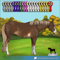 Horse Color:Chocolate Palomino 