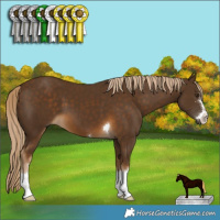 Horse Color:Chocolate Palomino 