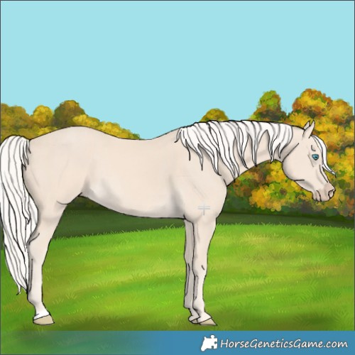 Horse Color:Cremello Rabicano 