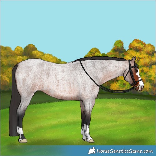 Horse Color:Brown Roan
