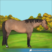 Horse Color:Bay Dun 