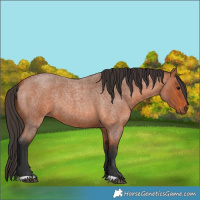 Horse Color:Bay Roan 