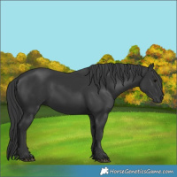 Horse Color:Black 