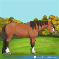 Horse Color:Bay 