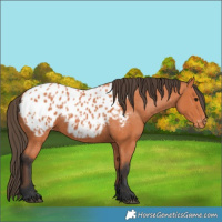 Horse Color:Bay Appaloosa 