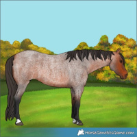 Horse Color:Bay Roan