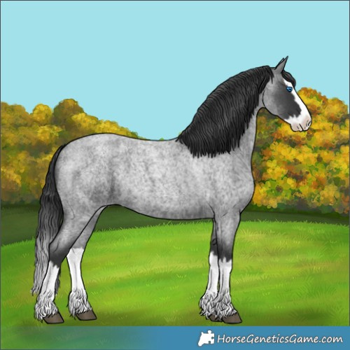 Horse Color:Blue Roan Splash 
