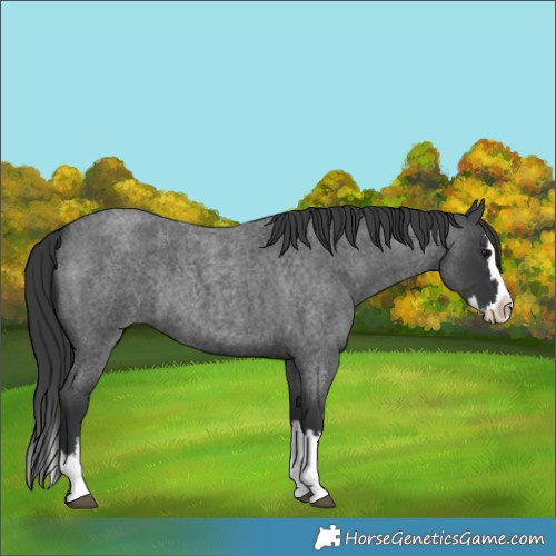 Horse Color:Blue Roan Splash 