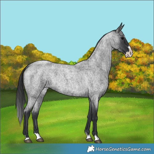 Horse Color:Blue Roan Splash 