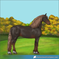 Horse Color:Liver Chestnut 