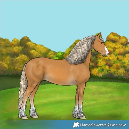 Horse Color:Palomino 