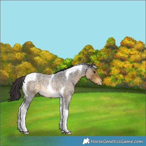 Horse Color:Buckskin Roan Tobiano Appaloosa Rabicano 