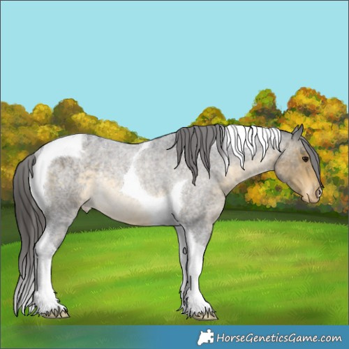 Horse Color:Buckskin Roan Tobiano Blanket Rabicano 