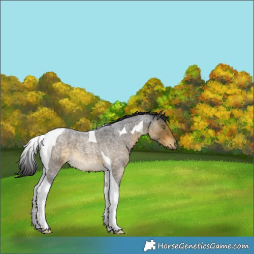 Horse Color:Buckskin Roan Tobiano 