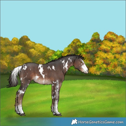 Horse Color:White Spotted Liver Chestnut Sabino