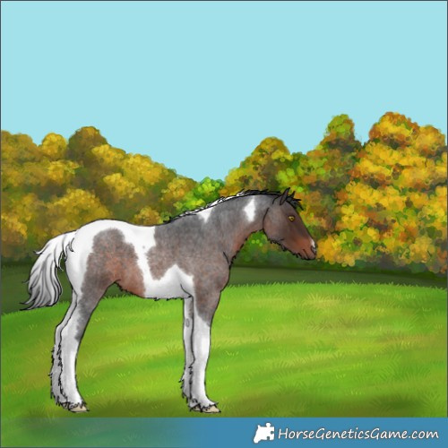 Horse Color:Brown Roan Tobiano 