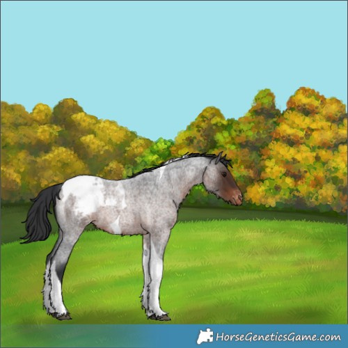 Horse Color:Brown Roan Tobiano Appaloosa