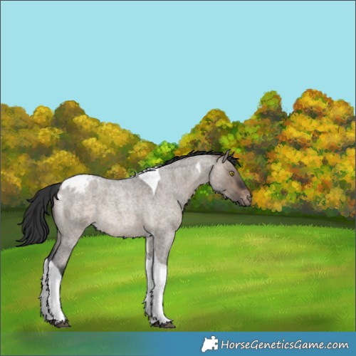 Horse Color:Brown Roan Dun Tobiano Appaloosa Rabicano 
