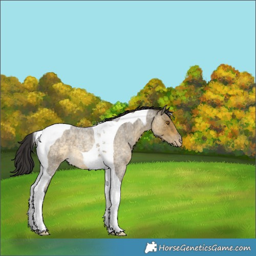Horse Color:Buckskin Roan Dun Tobiano Appaloosa