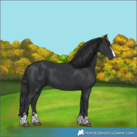 Horse Color:Black 