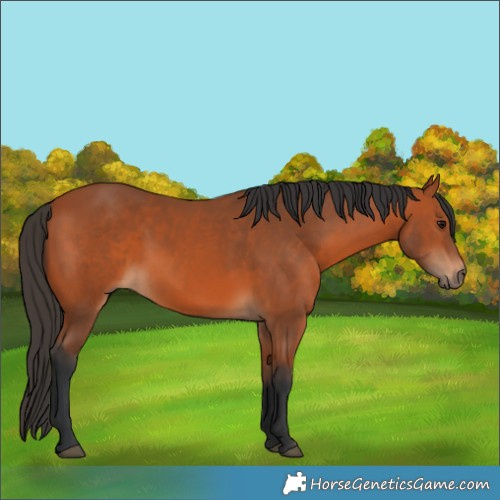 Horse Color:Bay 