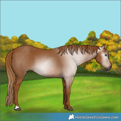 Horse Color:Gray Chestnut 