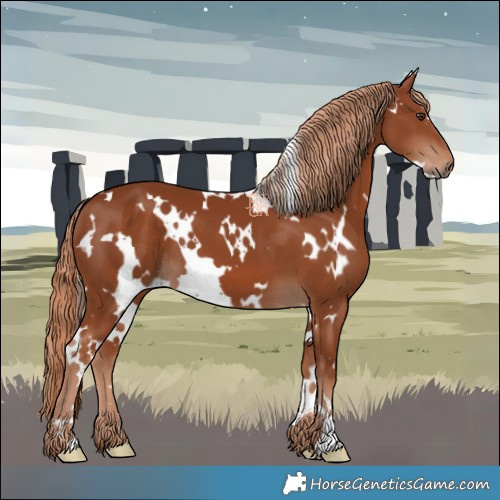 Horse Color:White Spotted Chestnut 