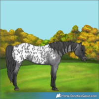 Horse Color:Blue Roan Near Leopard Rabicano
