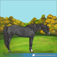 Horse Color:Black Appaloosa 