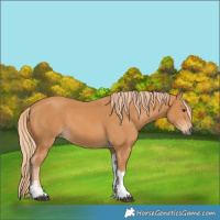 Horse Color:Chestnut Tobiano
