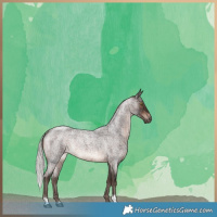 Horse Color:Silver Brown Roan Rabicano 