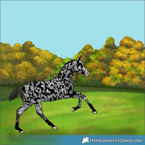 Horse Color:Black Appaloosa