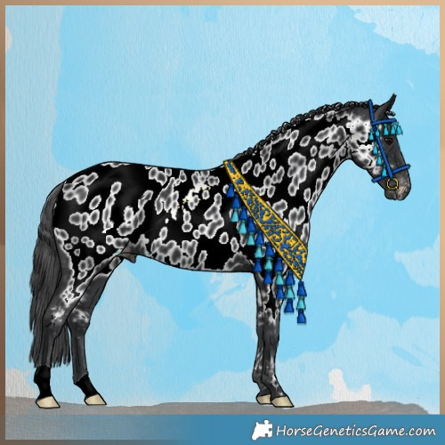 Horse Color:Black Appaloosa Rabicano 