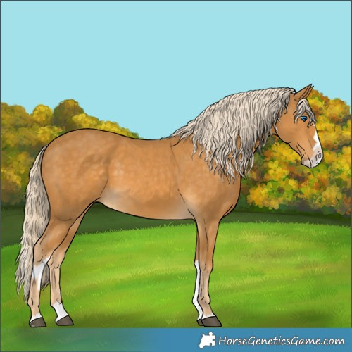 Horse Color:Palomino Splash  and Palomino Splash