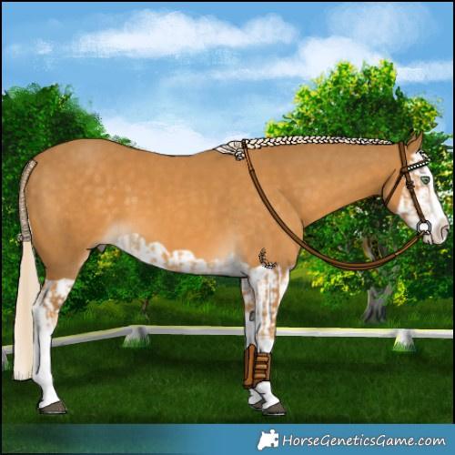 Horse Color:Palomino Splash  and Palomino Splash 