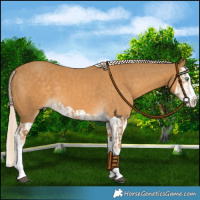 Horse Color:Palomino Splash  and Palomino Splash 