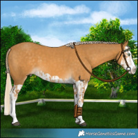 Horse Color:Palomino Splash and Palomino Splash