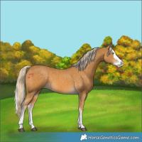 Horse Color:Palomino Splash  and Palomino Splash 