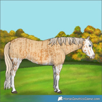 Horse Color:Palomino Splash  and Palomino Dun Splash 