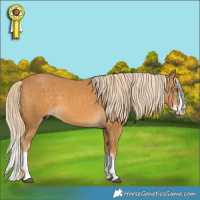 Horse Color:Palomino Splash  and Palomino Splash 