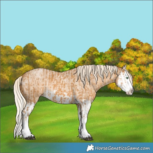 Horse Color:Palomino Splash  and Palomino Roan Splash 