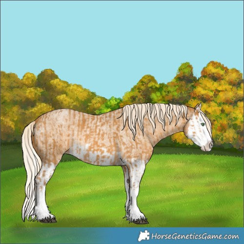 Horse Color:Palomino Splash  and Palomino Roan Splash 