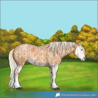 Horse Color:Palomino Splash and Palomino Roan Splash